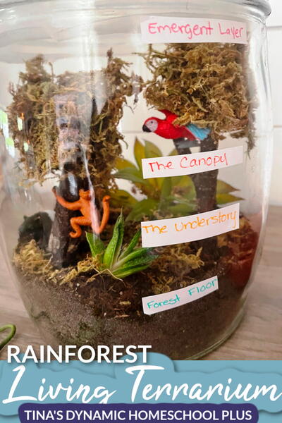 Rainforest Science Make A Fun Living Terrarium Rainforest Science Make A Fun Living Terrarium