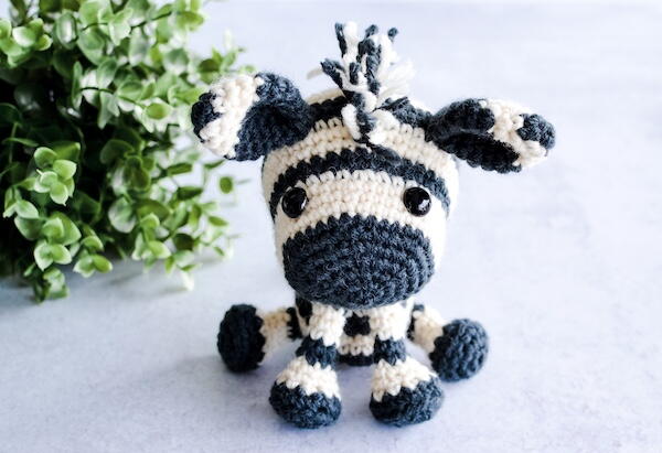 Zia The Zebra Zia The Zebra