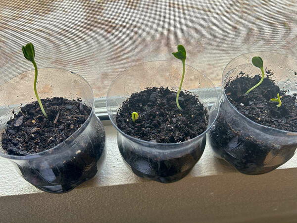 Plastic Bottle Greenhouse To Start Seeds Plastic Bottle Greenhouse To Start Seeds