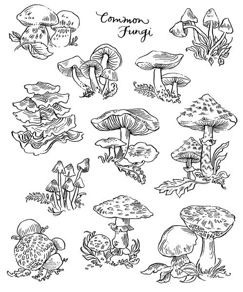 Common Fungi Coloring Page Common Fungi Coloring Page