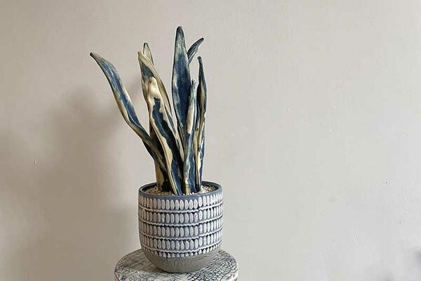 Denim Snake Plant Denim Snake Plant