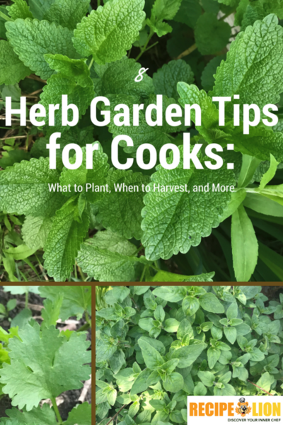 8 Herb Garden Tips for Cooks: What to Plant, When to Harvest, and More