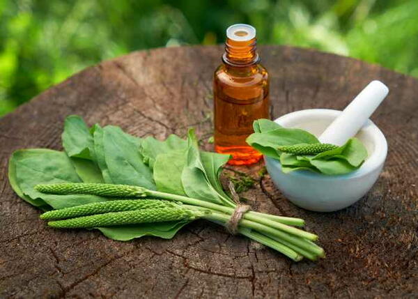 How To Make Plantain Infused Oil How To Make Plantain Infused Oil