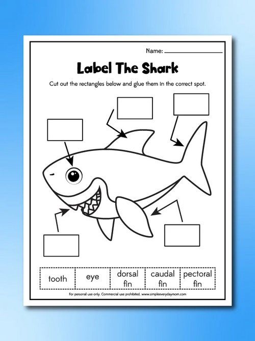 Shark Worksheets Shark Worksheets