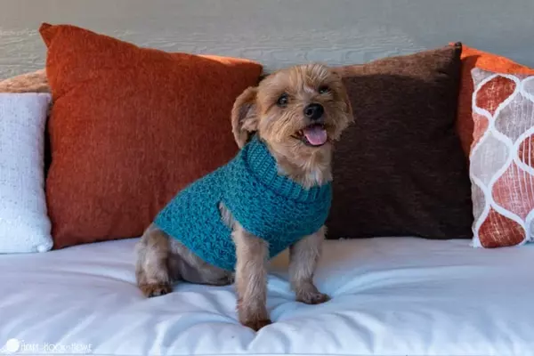Stellar Dog Sweater Stellar Dog Sweater