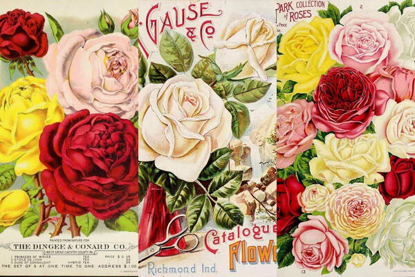 Vintage Roses From Gardening Catalogs Vintage Roses From Gardening Catalogs