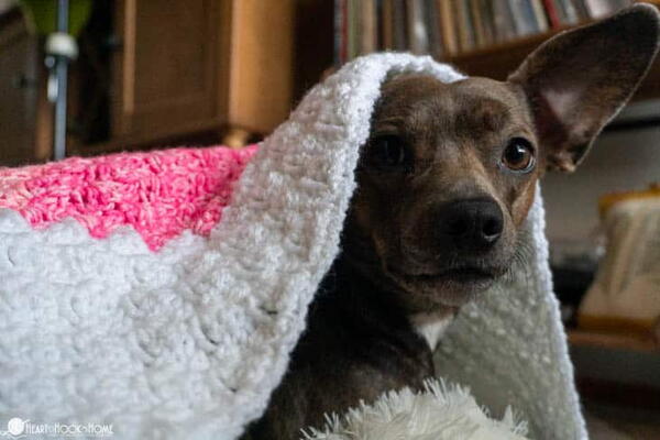 Paw Print Kennel Blanket Paw Print Kennel Blanket