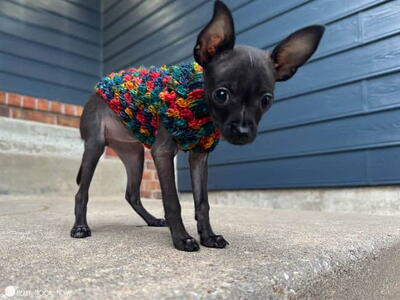 Tiny Berry Dog Sweater