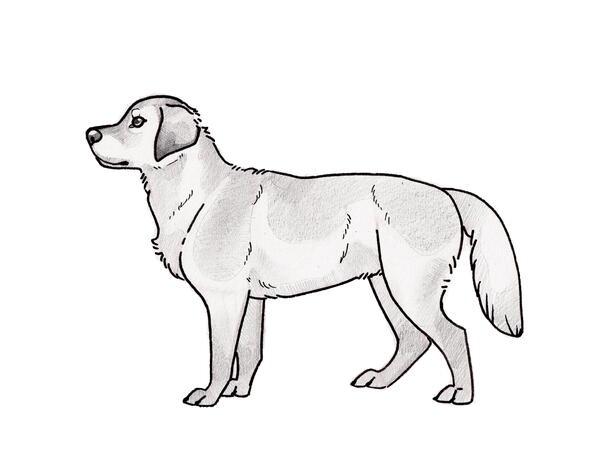 Labrador Side View Labrador Side View