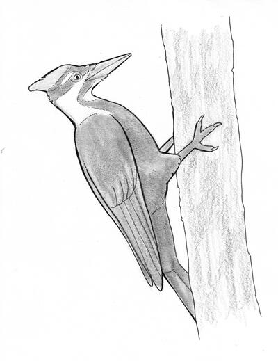 Woodpecker Climbing