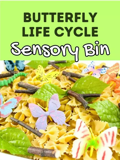 Butterfly Life Cycle Sensory Bin Butterfly Life Cycle Sensory Bin