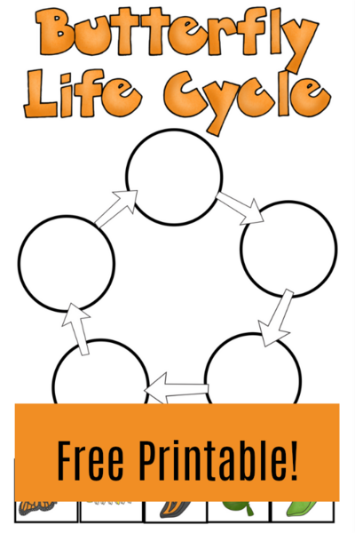 Butterfly Life Cycle Worksheet Butterfly Life Cycle Worksheet