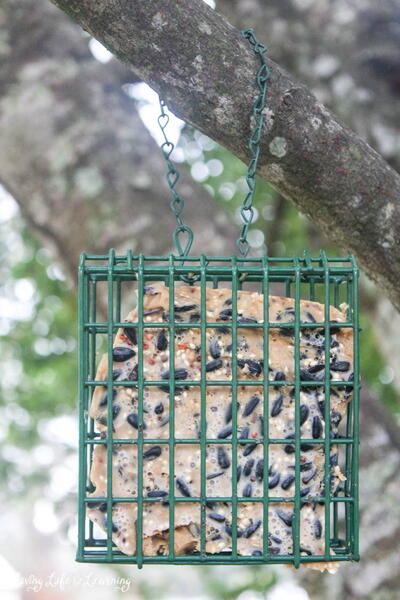 Suet Bird Feeder Suet Bird Feeder