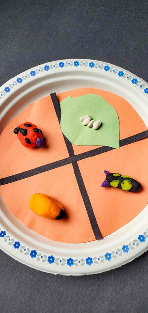 Ladybug Life Cycle Craft Ladybug Life Cycle Craft