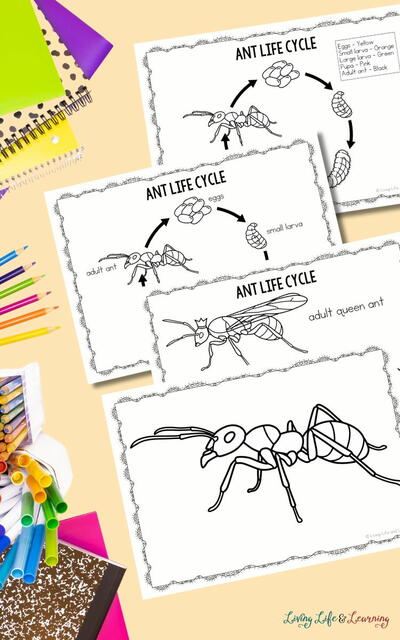 Ant Coloring Pages Ant Coloring Pages