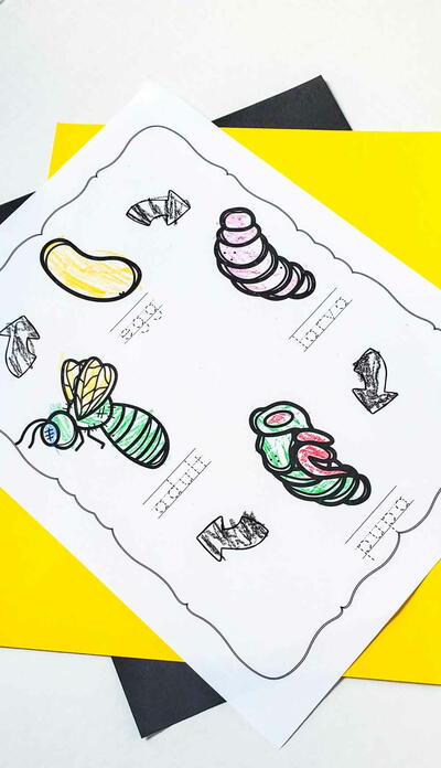 Bee Life Cycle Coloring Pages Bee Life Cycle Coloring Pages