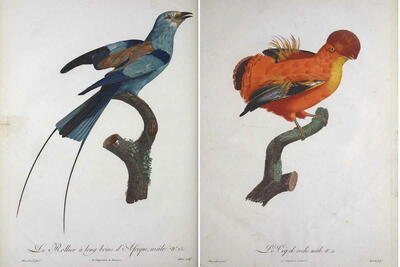 Free Exotic Bird Prints