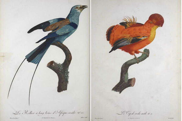 Free Exotic Bird Prints Free Exotic Bird Prints