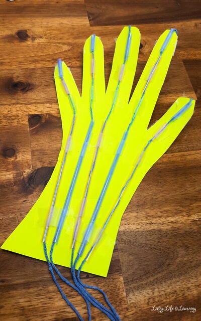 Muscular System Hand Craft Muscular System Hand Craft