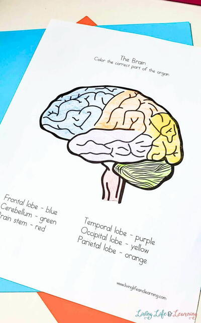 Human Body Organs Coloring Pages For Kids Human Body Organs Coloring Pages For Kids