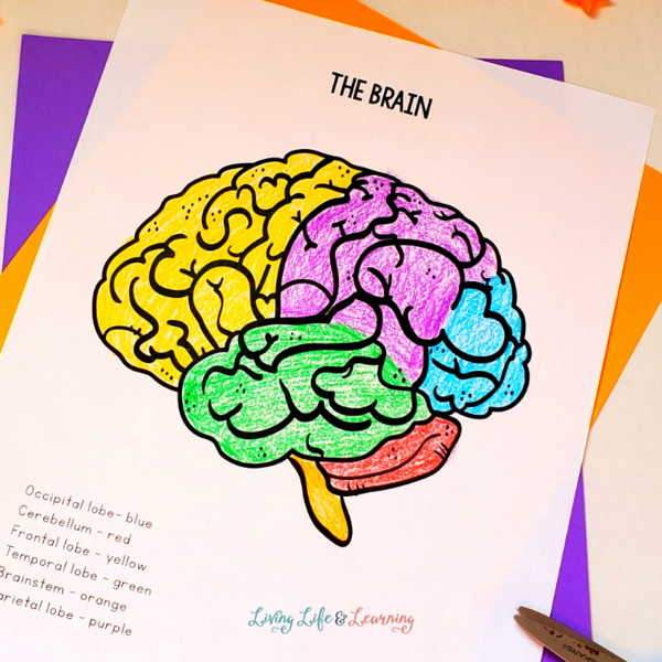 Parts Of The Brain Coloring Page Parts Of The Brain Coloring Page