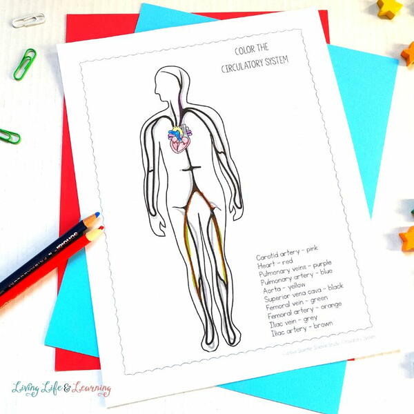 Circulatory System Coloring Pages Circulatory System Coloring Pages