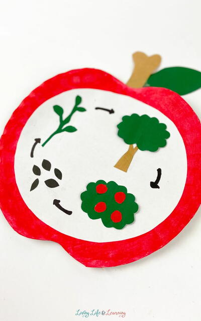 Apple Life Cycle Craft Apple Life Cycle Craft
