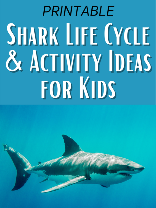 Shark Life Cycle Activities And Resources Plus A Free Printable Shark Life Cycle Activities And Resources Plus A Free Printable