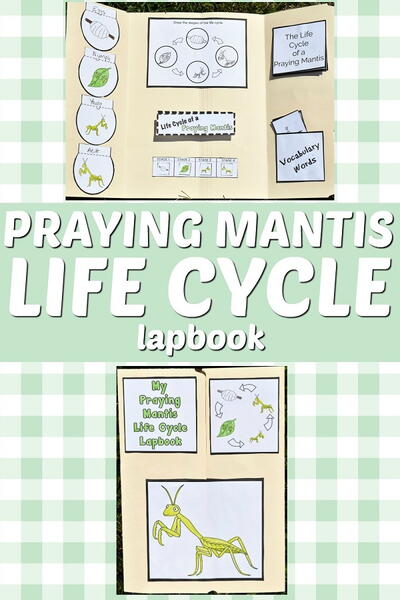 Printable Praying Mantis Life Cycle Lapbook Printable Praying Mantis Life Cycle Lapbook