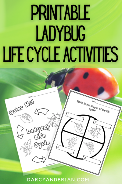 Ladybug Life Cycle Printable Activities Ladybug Life Cycle Printable Activities