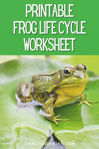 Frog Life Cycle Printable And Activities For Hands-on Science Lessons Frog Life Cycle Printable And Activities For Hands-on Science Lessons