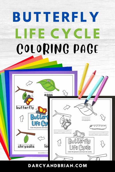Butterfly Life Cycle Coloring Sheet Butterfly Life Cycle Coloring Sheet