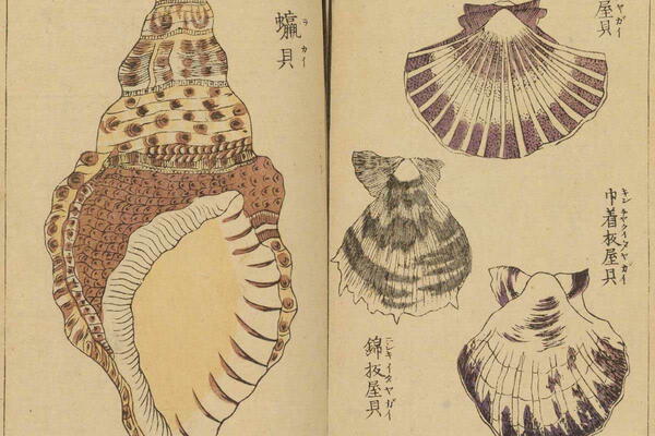 Vintage Japanese Seashell Prints Vintage Japanese Seashell Prints