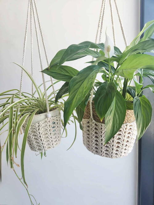 Iris Plant Hanger Iris Plant Hanger