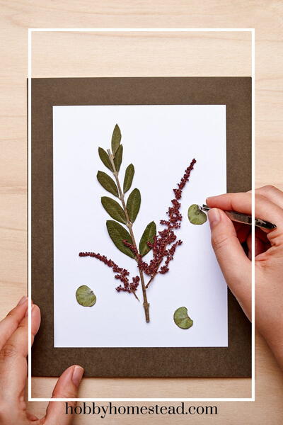 How To Press Flowers For Beginners How To Press Flowers For Beginners