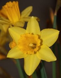 Dandy Daffodil Cake