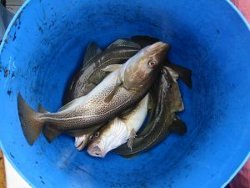 Ackee and Saltfish  (salted Codfish)