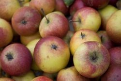 Apple, Chicken and Mushroom Casserole