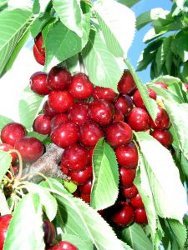 Bing Cherry Fritters