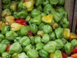 Aloo Aur Simla Ki Mirch (potatoes with Green Peppers)