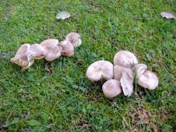 Baked Mushrooms