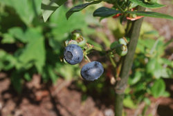 Blueberry Breakfast Compote