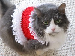Cat Cat