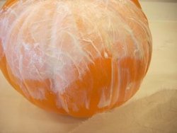 Frosted Pumpkin
