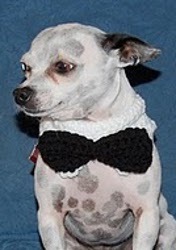 Crochet Pet Bow Tie Collar