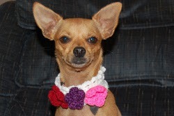 Flowers and Lace Dog Collar