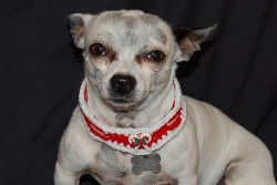 Candy Cane Collar