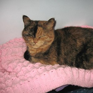 Cat Blanket Knitting Pattern