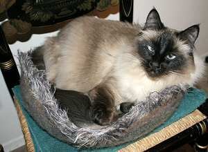 Felted Cat Bed