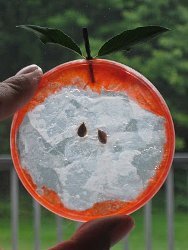 Plastic Lid Apples